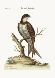 The Greatest Martin or Swift, 1749-73